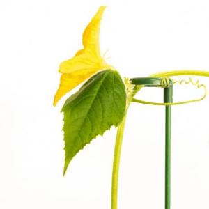 VERITABLE Колчета за растения 12 бр