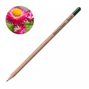 Молив със семена - Безсмъртниче