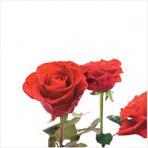 Луксозни салфетки - Рози