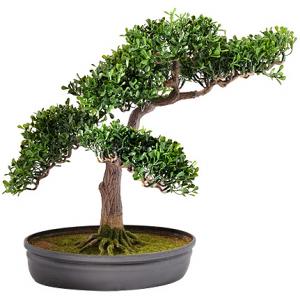 Японски бонсай голям