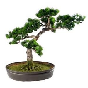Японски бор - бонсай
