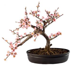 Черешов бонсай с розови цветове