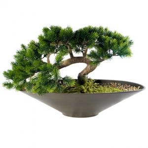 Ангелски зелен бор