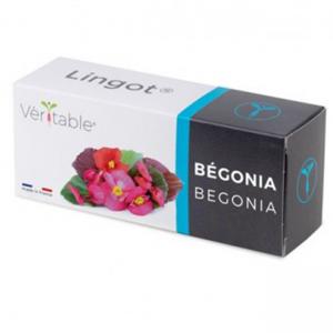 VERITABLE Lingot® Begonia - Ядлива Бегония