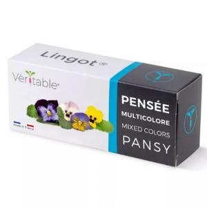 VERITABLE Lingot® Multi colored Pansy - Многоцветна Теменужка