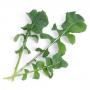 VERITABLE Lingot® Arugula Organic - Рукола