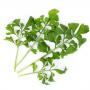 VERITABLE Lingot® Garden cress Organic - Градински Кресон