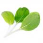 VERITABLE Lingot® Bok choi Organic - Салата Бок чой