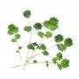 VERITABLE Lingot® Salad Burnet Organic - Салата Бърнет
