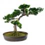 Японски бор - бонсай
