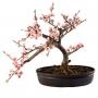 Черешов бонсай с розови цветове