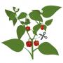 VERITABLE Lingot® Red mini bell pepper Organic - Червени Мини Камби