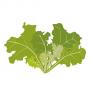 VERITABLE Lingot® Oakleaf Lettuce Organic - Салата дъбов лист