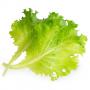 VERITABLE Lingot® Butterhead Lettuce Organic - Маруля