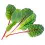 VERITABLE Lingot® Swiss Chard Organic - Манголд