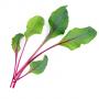 VERITABLE Lingot® Beet Greens Organic - Листа цвекло