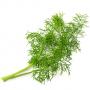 VERITABLE Lingot® Fennel - Фенел