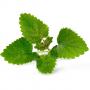 VERITABLE Lingot® Lemon Balm Organic - Маточина