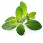 VERITABLE Lingot® Marjoram Organic - Майорана