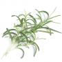 VERITABLE Lingot® Rosemary - Розмарин