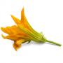 VERITABLE Lingot® Zucchini Flowers Organic - Цвят от Тиква