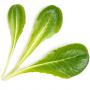 VERITABLE Lingot® Romaine Lettuce - Салата