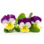 VERITABLE Lingot® Pansy Organic - Трицветна Теменужка