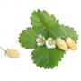 VERITABLE Lingot® White Wild Strawberry - Бели диви Ягоди