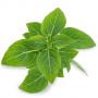 VERITABLE Lingot® Dwarf Basil Organic - Босилек Джудже