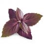 VERITABLE Lingot® Purple Basil Organic - Лилав Босилек