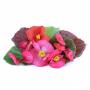 VERITABLE Lingot® Begonia - Ядлива Бегония