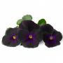 VERITABLE Lingot® Black Pansy - Черна Теменужка