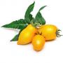 VERITABLE Lingot® Yellow Mini-Tomato - Жълти Мини Домати