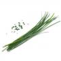 VERITABLE Lingot® Chinese Chives Organic - Китайски Лук